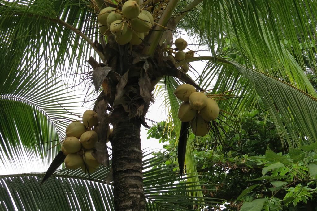 Apartamento Karibu Manuel Antonio Pokoj fotografie